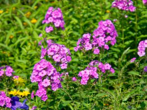 ピンクのフロックス・パニキュラータの花