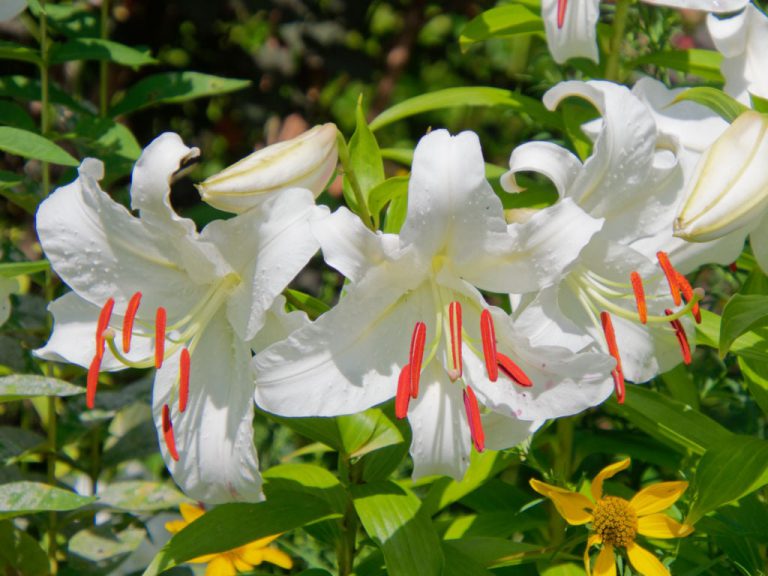 大輪の白花ユリ、カサブランカ