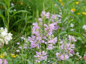 ハナトラノオ（カクトラノオ）のピンクの花