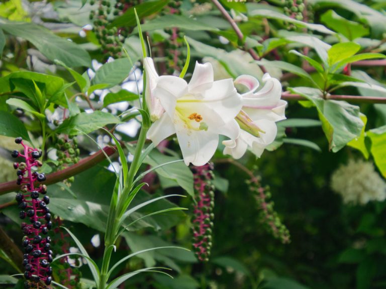 タカサゴユリの花