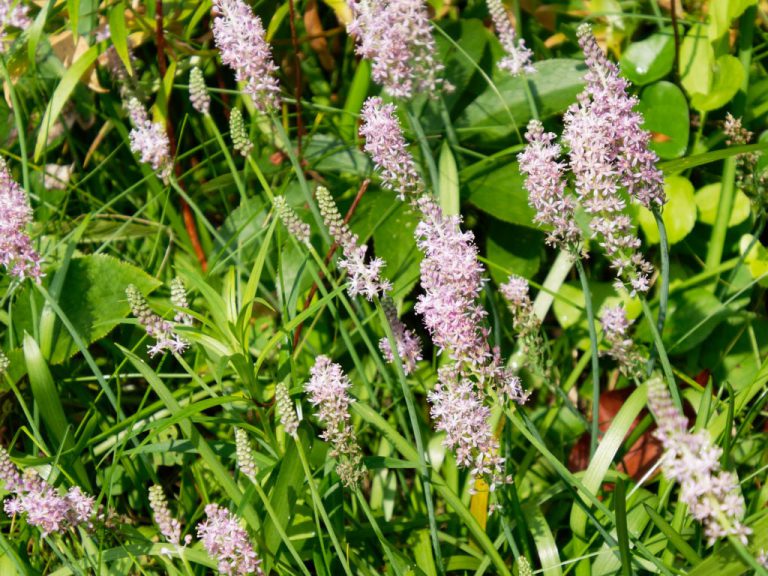 群れて咲くツルボの花