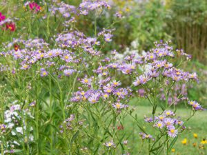 十五夜草（シオン）の花が咲いている