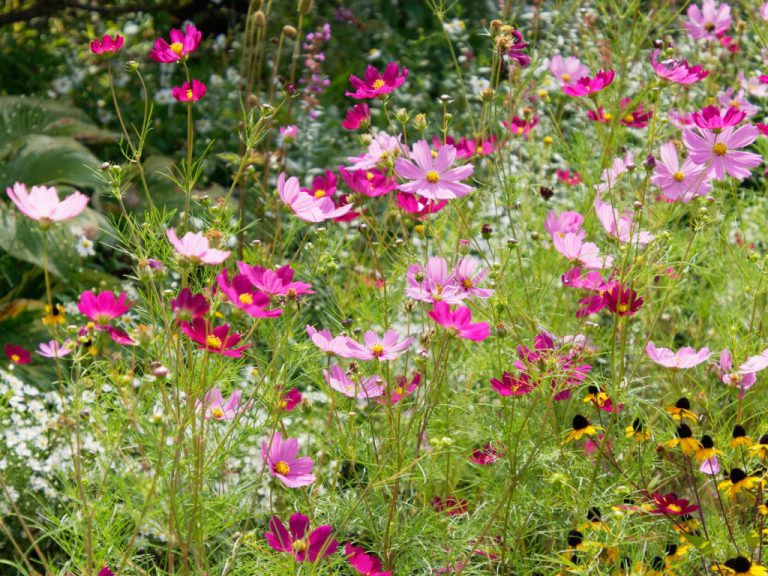 コスモスの花