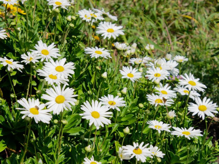 純白のハマギクの花が咲いている