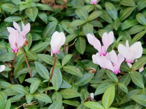 シクラメン・ヘデリフォリウムの花