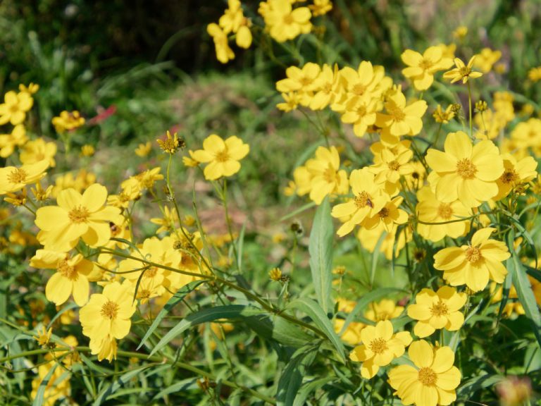 ビデンス・ラエビス（ウィンターコスモス）の花