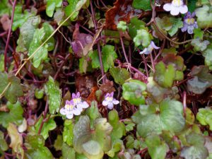 晩秋に咲いたツタバウンランの花