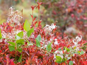 ドウダンツツジの紅葉とセンニンソウの種子