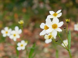 白花のウィンターコスモス