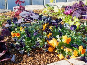 ビオラなど冬を飾る花