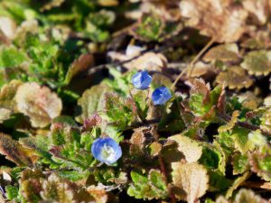 オオイヌノフグリに似たベロニカ属の花