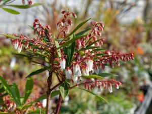 リュウキュウアセビの花