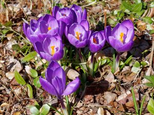 クロッカスの紫色の花