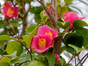 ツバキの花