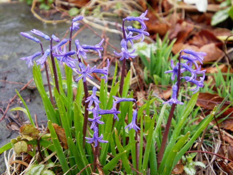 ローマン系ヒヤシンスの花