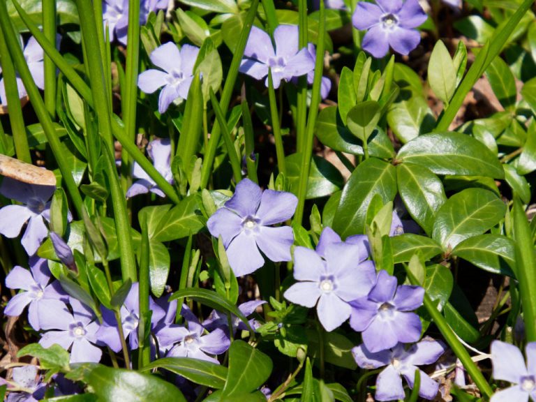 ヒメツルニチニチソウの花