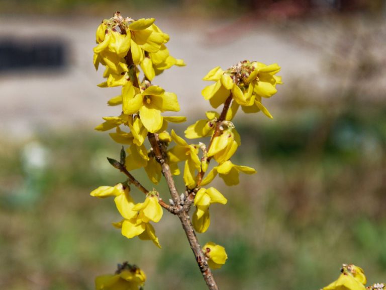 丸弁レンギョウの花