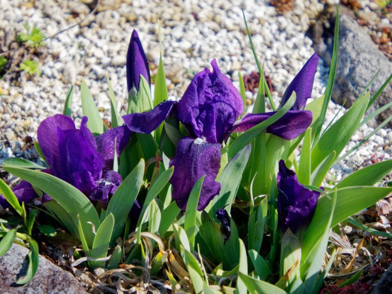 ナンキンアヤメの花