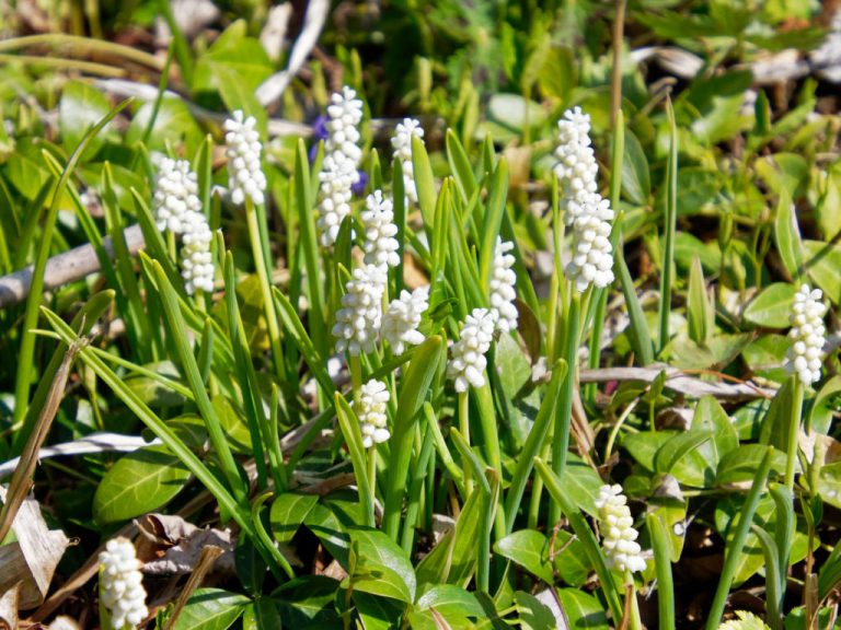 ムスカリ・ボトリオイデスアルバの花