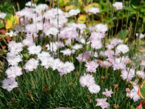 タツタナデシコの花