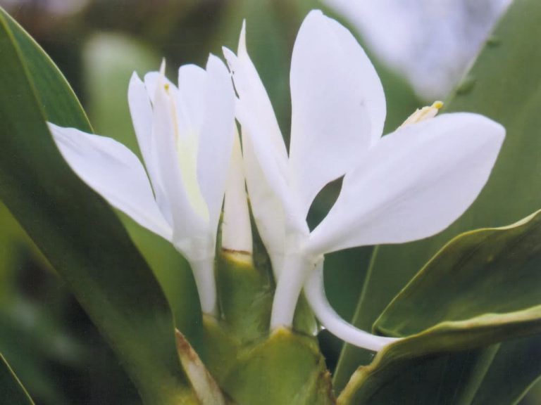 シュクシャの花