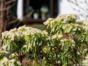 斑入りアセビの花